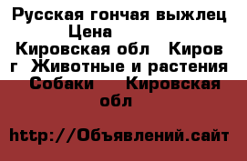 Русская гончая выжлец › Цена ­ 20 000 - Кировская обл., Киров г. Животные и растения » Собаки   . Кировская обл.